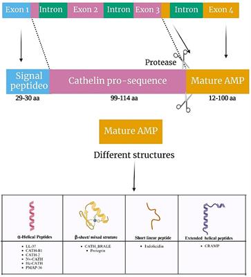 Recent advances in the therapeutic potential of cathelicidins